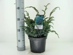 Jeneverbes (Juniperus Squamata 'Meyeri') -Aanbiedingen Groene Hekken Winkel juniperus squamata meyeri c3 m