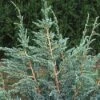 Jeneverbes (Juniperus Squamata 'Meyeri') -Aanbiedingen Groene Hekken Winkel jusmeyer 3