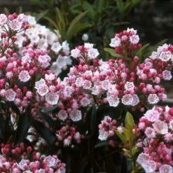 Lepelboom (Kalmia Latifolia) -Aanbiedingen Groene Hekken Winkel kalatifo 8