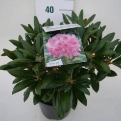 Dwergrhododendron (Rhododendron 'Kalinka') -Aanbiedingen Groene Hekken Winkel kalinka c4 zij