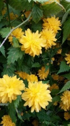 Ranonkelstruik (Kerria Japonica 'Pleniflora') -Aanbiedingen Groene Hekken Winkel kerria