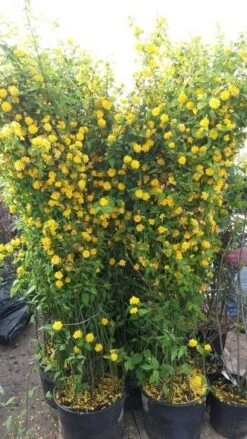 Ranonkelstruik (Kerria Japonica 'Pleniflora') -Aanbiedingen Groene Hekken Winkel kerria2