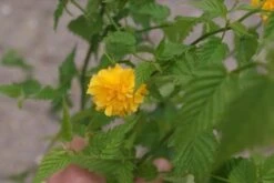 Ranonkelstruik (Kerria Japonica 'Pleniflora') -Aanbiedingen Groene Hekken Winkel kerria japonica pleniflora 2