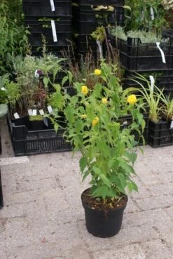 Ranonkelstruik (Kerria Japonica 'Pleniflora') -Aanbiedingen Groene Hekken Winkel kerria japonica pleniflora 3