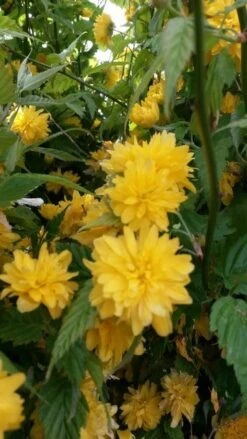 Ranonkelstruik (Kerria Japonica 'Pleniflora') -Aanbiedingen Groene Hekken Winkel kerria pleniflora