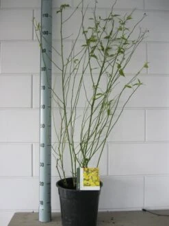 Ranonkelstruik (Kerria Japonica 'Pleniflora') -Aanbiedingen Groene Hekken Winkel kerria pleniflora c7 oktober