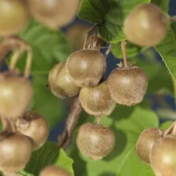 Kiwiplant Als Dakboom (Actinidia Chinensis) -Aanbiedingen Groene Hekken Winkel kiwi actinidia deliciosa hayward 23 f8f