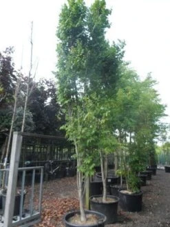 Zeepboom (Koelreuteria Paniculata 'Fastigiata') -Aanbiedingen Groene Hekken Winkel koelreuteria paniculata fastigiata 350 400 c160