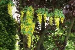 Gouden Regen Als Boom (Laburnum Watereri 'Vossii') -Aanbiedingen Groene Hekken Winkel laburnum w. vossi 1 1