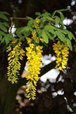Gouden Regen Als Boom (Laburnum Watereri 'Vossii') -Aanbiedingen Groene Hekken Winkel laburnum w. vossi 2 1