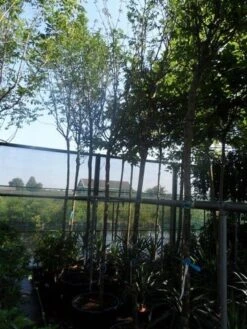 Gouden Regen Als Boom (Laburnum Watereri 'Vossii') -Aanbiedingen Groene Hekken Winkel laburnum watereri vossii 14 16ho cont