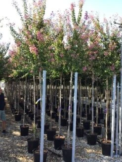 Roze Lagerstroemia Als Boom (Lagerstroemia Indica) -Aanbiedingen Groene Hekken Winkel lagerstreomia rosea 6 8 1