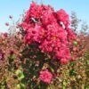 Lagerstroemia Als Halfstam (Lagerstroemia Indica) -Aanbiedingen Groene Hekken Winkel lagerstroemia 1