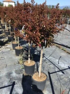 Lagerstroemia Als Halfstam (Lagerstroemia Indica 'Berry Dazzle') 12 Lagerstroemia Als Halfstam (Lagerstroemia Indica 'Berry Dazzle') -Aanbiedingen Groene Hekken Winkel lagerstroemia black dazzle halfstam