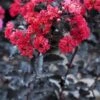 Lagerstroemia Als Halfstam (Lagerstroemia 'Black Diamond Best Red') -Aanbiedingen Groene Hekken Winkel lagerstroemia black diamond