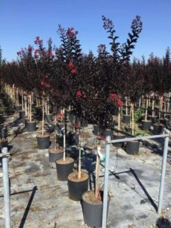 Lagerstroemia Als Halfstam (Lagerstroemia 'Black Diamond Best Red') -Aanbiedingen Groene Hekken Winkel lagerstroemia black diamond halfstam