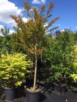 Roze Lagerstroemia Als Boom (Lagerstroemia Indica) -Aanbiedingen Groene Hekken Winkel lagerstroemia indica halfstam 14 16
