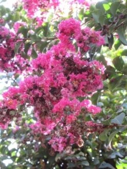 Roze Lagerstroemia Als Boom (Lagerstroemia Indica) -Aanbiedingen Groene Hekken Winkel lagerstroemia indica roze 10