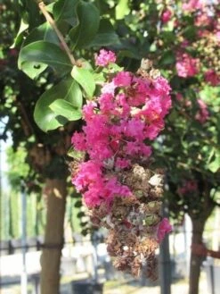 Roze Lagerstroemia Als Boom (Lagerstroemia Indica) -Aanbiedingen Groene Hekken Winkel lagerstroemia indica roze 11