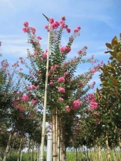Roze Lagerstroemia Als Boom (Lagerstroemia Indica) -Aanbiedingen Groene Hekken Winkel lagerstroemia indica roze 4