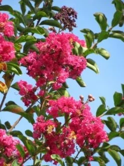 Roze Lagerstroemia Als Boom (Lagerstroemia Indica) -Aanbiedingen Groene Hekken Winkel lagerstroemia indica roze 6