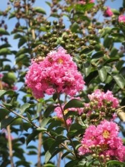 Roze Lagerstroemia Als Boom (Lagerstroemia Indica) -Aanbiedingen Groene Hekken Winkel lagerstroemia indica roze 8