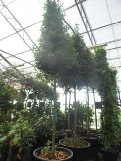 Echte Laurier Als Piramide (Laurus Nobilis) -Aanbiedingen Groene Hekken Winkel laurus nobilis 16 18 20ho c350 pyramide