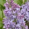 Sering (Syringa Vulgaris 'Lavender Lady')