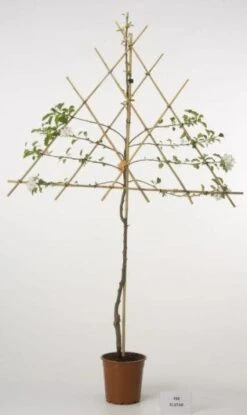 Lei-Appel (Malus Domestica 'Ecolette') 6 Lei-Appel (Malus Domestica 'Ecolette') -Aanbiedingen Groene Hekken Winkel lei appel