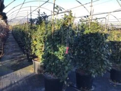 Camelia Als Leivorm (Camellia Japonica 'Black Lace') 8 Camelia Als Leivorm (Camellia Japonica 'Black Lace') -Aanbiedingen Groene Hekken Winkel lei2