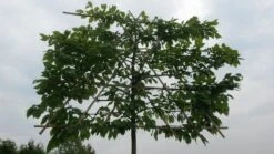 Haagbeuk Als Leiboom (Carpinus Betulus) -Aanbiedingen Groene Hekken Winkel leicarpinus 1