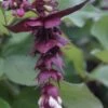 Fazantenbes (Leycesteria Formosa 'Purple Rain') -Aanbiedingen Groene Hekken Winkel leycesteria formosa purple rain