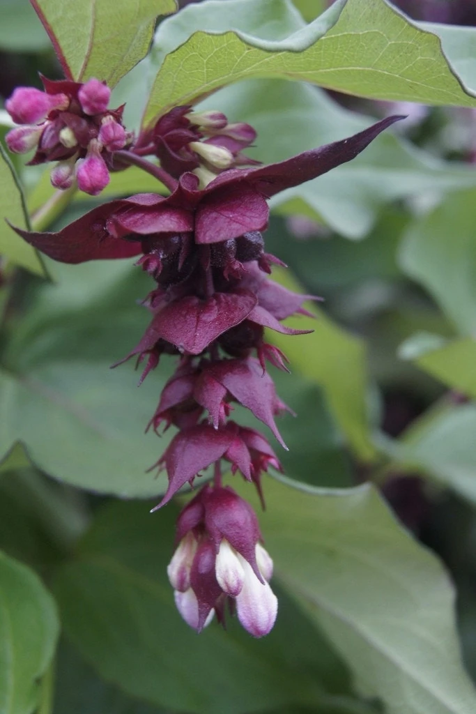 Fazantenbes (Leycesteria Formosa 'Purple Rain') 3 Fazantenbes (Leycesteria Formosa 'Purple Rain')