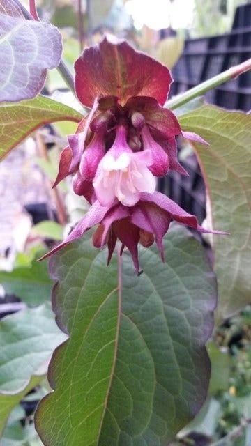 Fazantenbes (Leycesteria Formosa 'Purple Rain') 4 Fazantenbes (Leycesteria Formosa 'Purple Rain') - Afbeelding 2