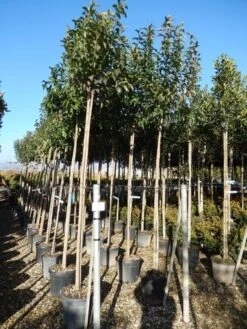 Liguster Als Boom (Ligustrum Japonicum) -Aanbiedingen Groene Hekken Winkel ligustrum japonicum 10 12 2 1