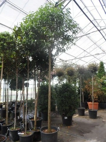 Liguster Als Boom (Ligustrum Japonicum) 5 Liguster Als Boom (Ligustrum Japonicum) - Afbeelding 3