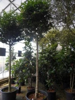 Liguster Op Stam (Ligustrum Japonicum 'Texanum') -Aanbiedingen Groene Hekken Winkel ligustrum japonicum texanum 20 25ho c130