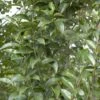 Liguster (Ligustrum Lucidum) -Aanbiedingen Groene Hekken Winkel ligustrum lucidum