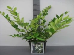 Texaanse Liguster/Liguster (Ligustrum Texanum 'Silver Star') 14 Texaanse Liguster/Liguster (Ligustrum Texanum 'Silver Star') -Aanbiedingen Groene Hekken Winkel ligustrum texanum