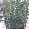 Liguster Als Leivorm (Ligustrum Japonicum 'Texanum') 1 Liguster Als Leivorm (Ligustrum Japonicum 'Texanum') -Aanbiedingen Groene Hekken Winkel ligustrum texanum 2