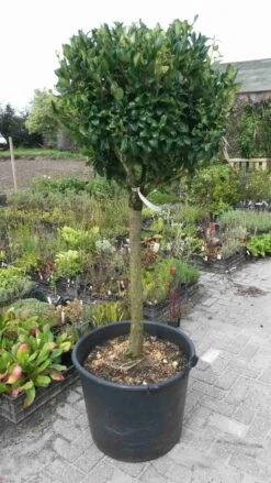 Liguster Op Stam (Ligustrum Japonicum 'Texanum') -Aanbiedingen Groene Hekken Winkel ligustrum texanum extra groot