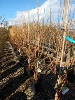 Amberboom (Liquidambar Styraciflua 'Golden Sun') -Aanbiedingen Groene Hekken Winkel liquidambar golden sun 125 150