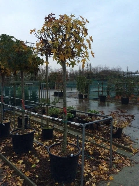 Amberboom (Liquidambar 'Gum Ball') 12 Amberboom (Liquidambar 'Gum Ball') - Afbeelding 10