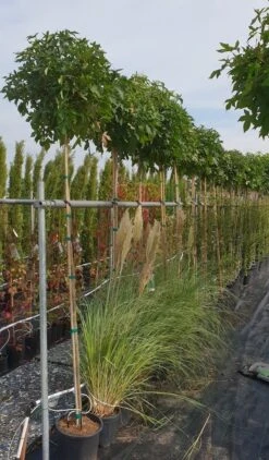 Amberboom (Liquidambar 'Gum Ball') -Aanbiedingen Groene Hekken Winkel liquidambar gum ball 2 1