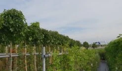 Amberboom (Liquidambar 'Gum Ball') 36 Amberboom (Liquidambar 'Gum Ball') -Aanbiedingen Groene Hekken Winkel liquidambar gum ball 3