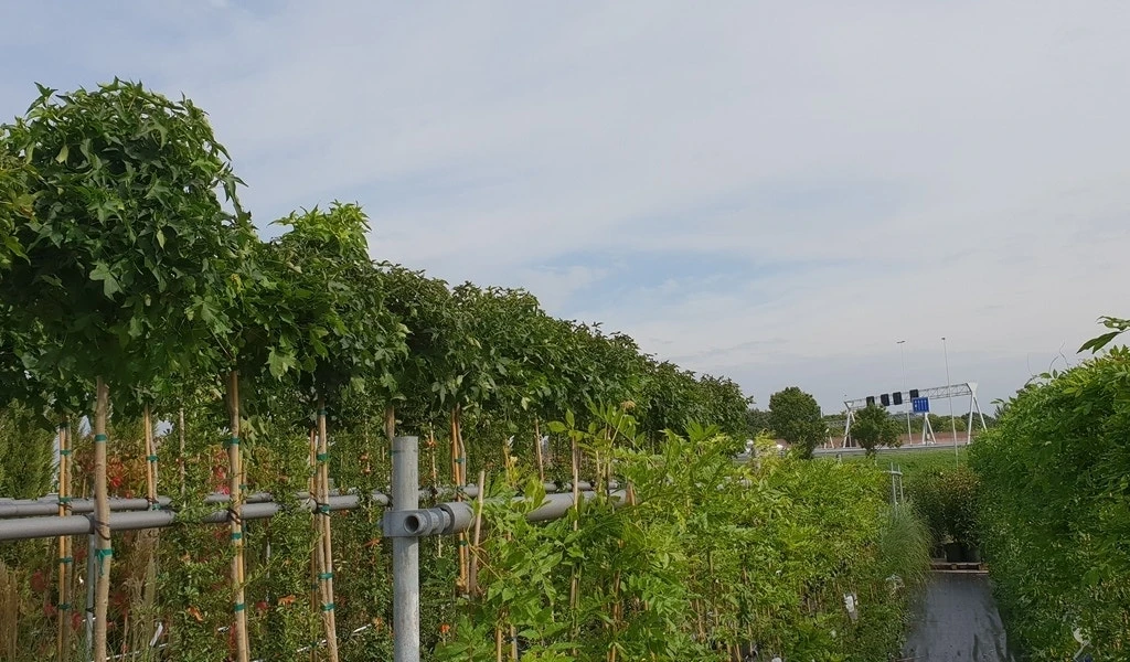 Amberboom (Liquidambar 'Gum Ball') 18 Amberboom (Liquidambar 'Gum Ball') - Afbeelding 16