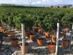 Amberboom Op Stam (Liquidambar 'Gum Ball') -Aanbiedingen Groene Hekken Winkel liquidambar gum ball 50cm stam 1