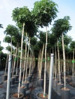 Amberboom (Liquidambar 'Gum Ball') -Aanbiedingen Groene Hekken Winkel liquidambar gum ball 6 8 2 1