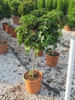 Amberboom Op Stam (Liquidambar 'Gum Ball') -Aanbiedingen Groene Hekken Winkel liquidambar gum ball 80 cm stam 2 1