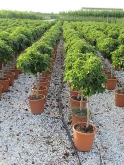 Amberboom Op Stam (Liquidambar 'Gum Ball') -Aanbiedingen Groene Hekken Winkel liquidambar gum ball 80 cm stam 3 1